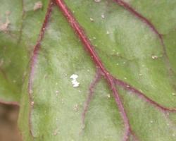 Seven small, white, rice-shaped eggs stacked adjacent to each other on the underside of a leaf. 