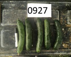 An image of 5 cucumbers lined up