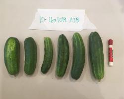 An image of several cucumber fruit.