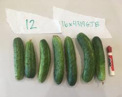 An image of several cucumber fruit.