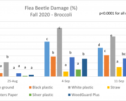 Graph showing flea beetle damage from fall 2020 trial