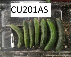An image of 5 cucumbers lined up