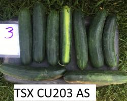 Cucumbers