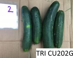 Cucumbers