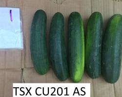 Cucumbers