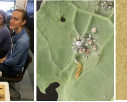 Figure 1 (L-R). Ammi majus flowering with 1 sq ft observation hoop. Genevieve Higgins and Alina Harris compare insects collected in NH and MA. Syrphid fly larva feeding on cabbage aphid colony. The most commonly collected syrphid in NH and MA, Toxomerus marginatus.