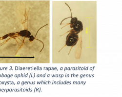 Figure 3. Diaeretiella rapae, a parasitoid of cabbage aphid (L) and a wasp in the genus Alloxysta, a genus which includes many hyperparasitoids (R). 