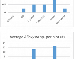Figure 5. Total number of Diaeretiellia rapae collected from different flowers (above) and total number of Alloxysta sp. collected from each flower (below). 
