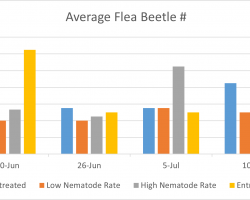 Graph showing average flea beetle number.
