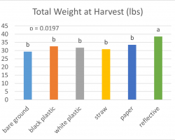 Total weight at harvest