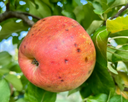 Figure 2. Bitter pit in 2022 in the 2014 NC-140 Honeycrisp apple rootstock planting