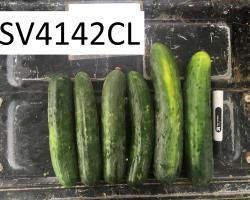 An image of 5 cucumbers lined up