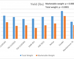 Graph showing marketable and total yield.