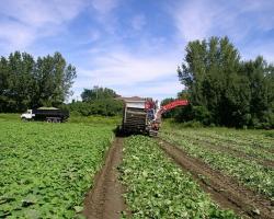 vegetable farm