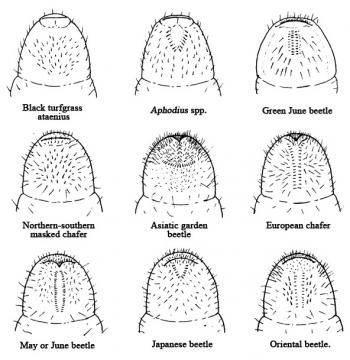 Raster patterns of turf-infesting grubs