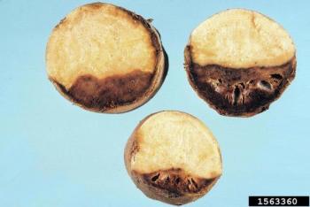 Fusarium dry rot, C. Averre