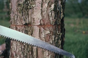 Image of a tree ringing