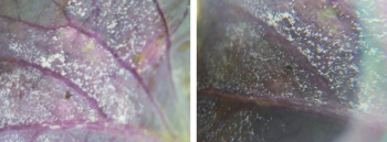 Side-by-side photos of mildew sporulation on a brassica seedling where the image is clearer with the use of a hand lens. 