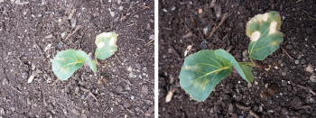 Side-by-side photos of discoloration on a crop with more detail visible where exposure was adjust. 
