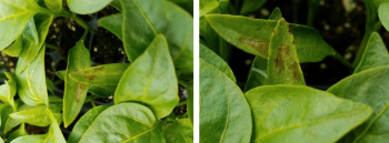 Side-by-side photos of leaves demonstrating that focus on the correct subject of the photo results in greater detail