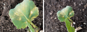 Side-by-side photos of a necrotic leaf where the image taken using portrait mode is sharper and separated from the background. 