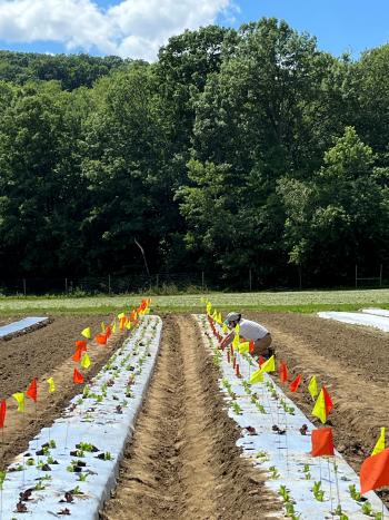 A person bending over a bed of lettuce transplants with many orange and yellow flags.