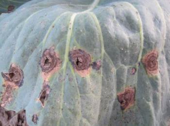 A cabbage leaf with several round, brown leaf spots with cracked centers.