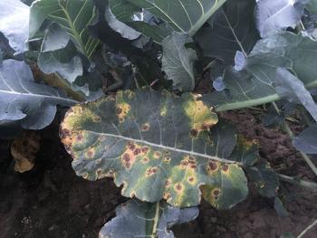 A broccoli leaf with several leaf spots and yellowing tissue.