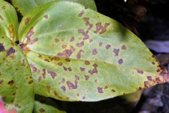 A zinnia leaf with angular brown spots.