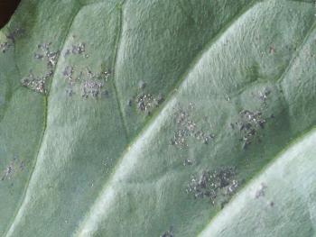 A brassica leaf with crusty white sporulation.