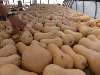 Many butternut squash laid out on a high tunnel bench.