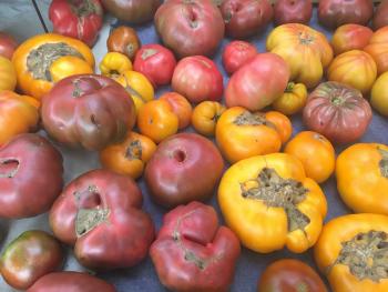 Many tomato fruits with disformed blossom ends.