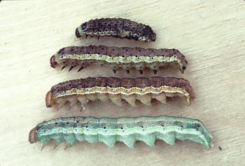 Four caterpillars of varying shades of brown and green.