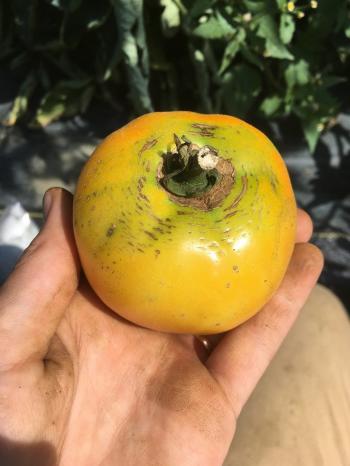 A tomato fruit with cracks in concentric circles around the stem end.