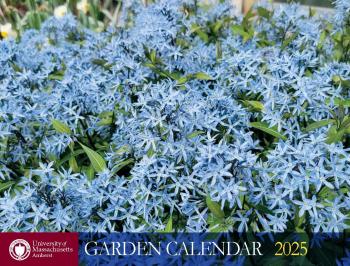 The cover of the 2025 UMass Garden Calendar featuring blue amsonia flowers.