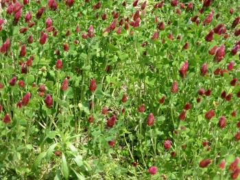 A clover crop with lots of red flowers.