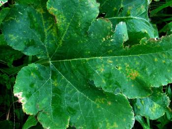 A pumpkin leaf with yellow spots.