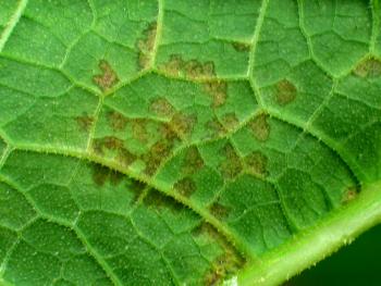 The underside of a pumpkin leaf showing brown angular lesions.