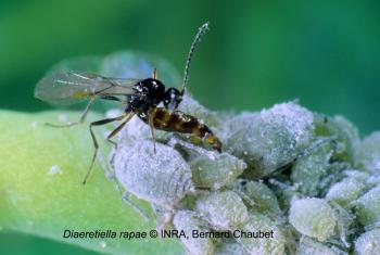 A small wasp curling its abdomen beneath itself to stab a cabbage aphid with its ovipositor.