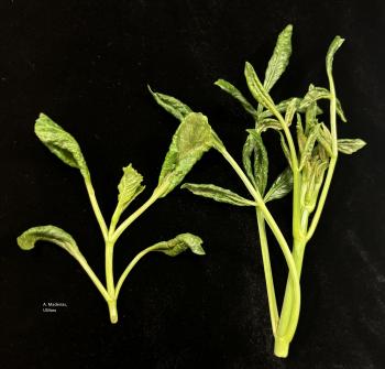 The tips of 2 dahlia plants with distored, twisted leaves.