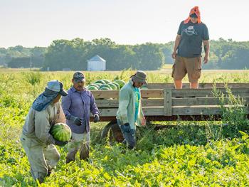 3 people in a field of watermelon, passing melons to a f