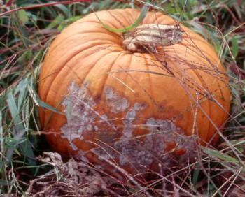 A pumpkin with sprawling white lesions.