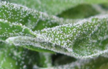 Lots of tiny spheres on the surface of a green leaf.