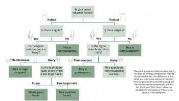 Dichotomous key for summer annual grass ID