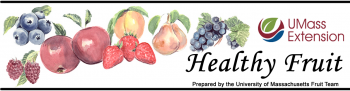 healthy fruit masthead