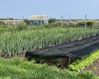 Rows of onion and lettuce in a field with a farm shed in the background. 