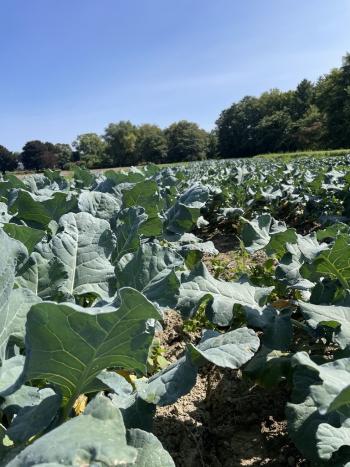 Broccoli in a field