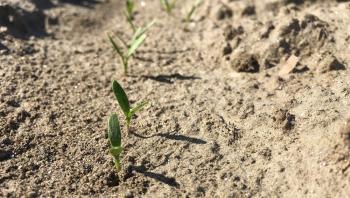 A row of small carrot seedlings.