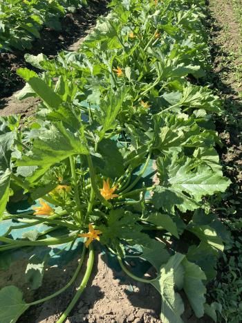 Summer squash plants planted into green plastic with flowers