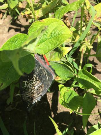 A sachet hanging on a bean plant.